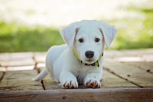 Easy Tips For Eco-Friendly Dog Training