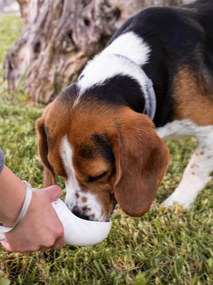 The Outdoor Pet Bottle